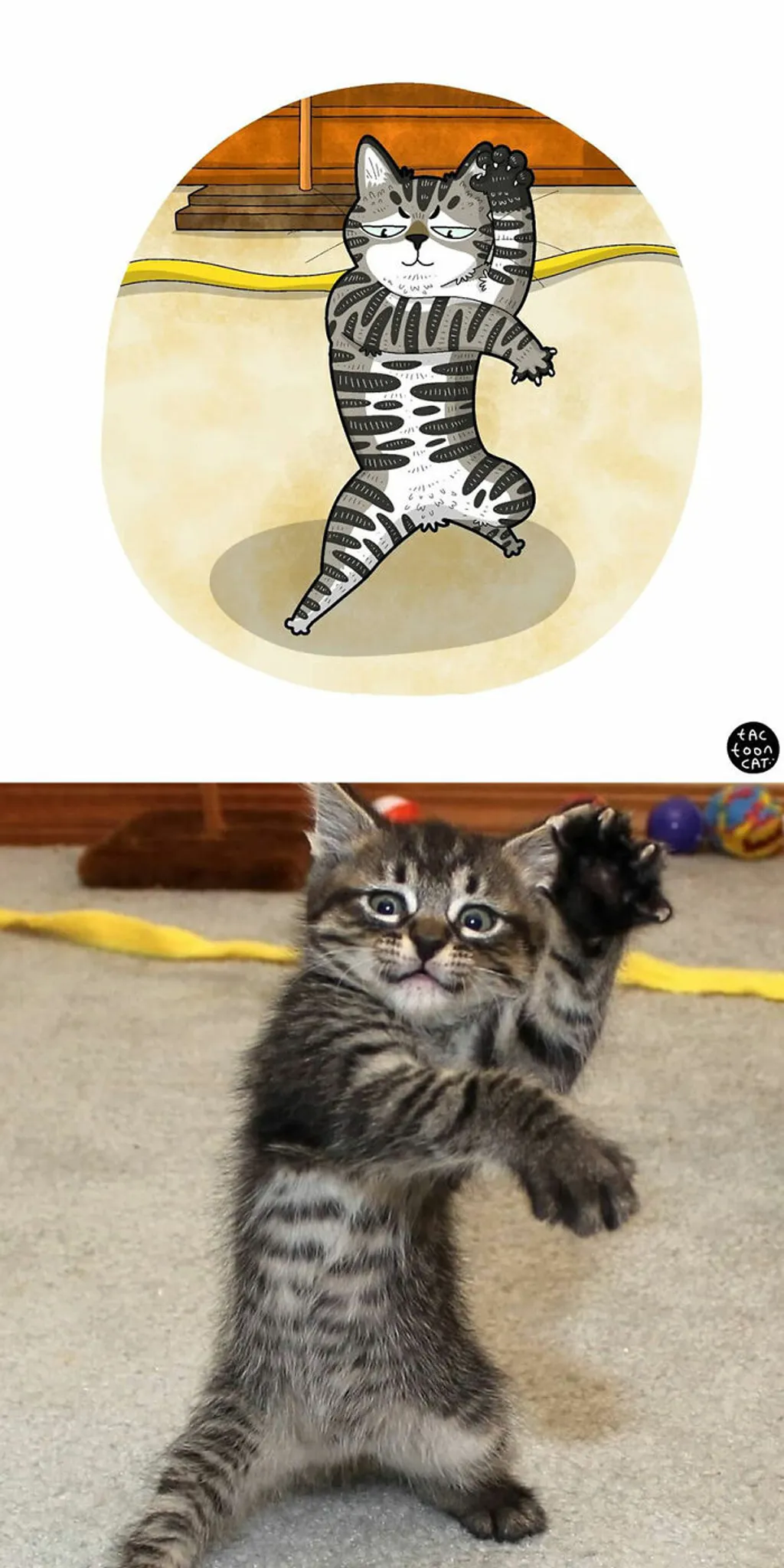 30 legviccesebb kép macskákról - galéria 