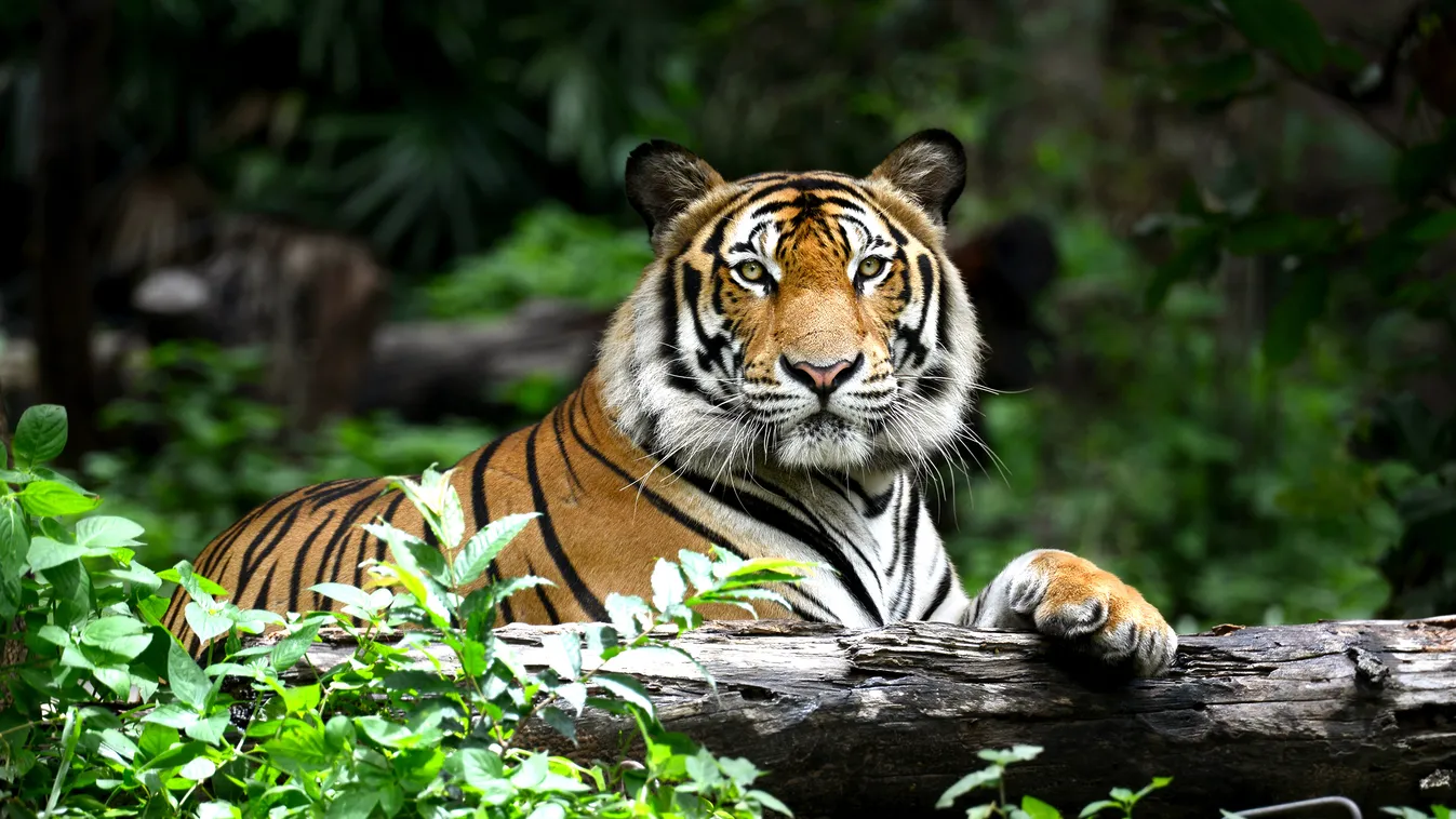 bengáli tigris 