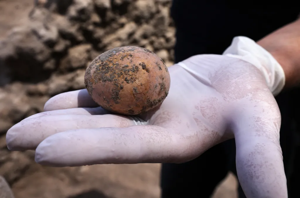 Ezer éves csirke tojást találtak Izraelben   nature history Horizontal 