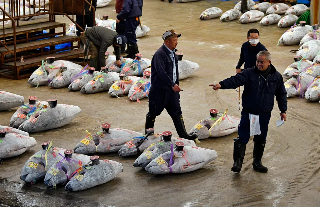 Új helyre költözik a világ legnagyobb halpiaca, Tokió 