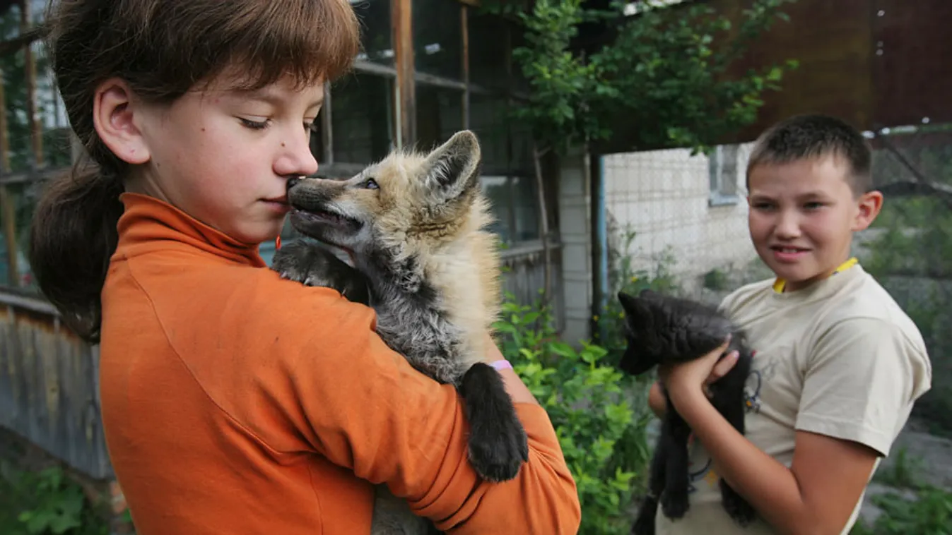 Beljajev rókái, orosz kísérlet, rókák háziasítása