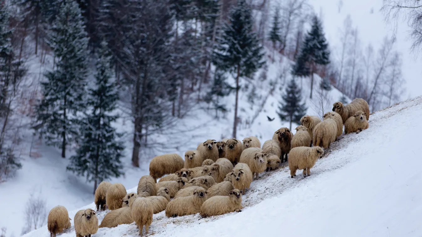 Advent – Minden napra egy mese: Karácsonyi pásztorocskák meséje adventre juhok 