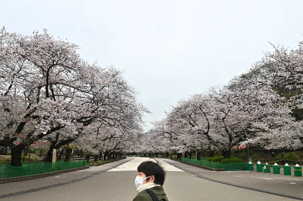 koronavírus korona vírus fertőzés járvány betegség fertőtlenítés maszk Japán cseresznyefa virágzás Tokyo 