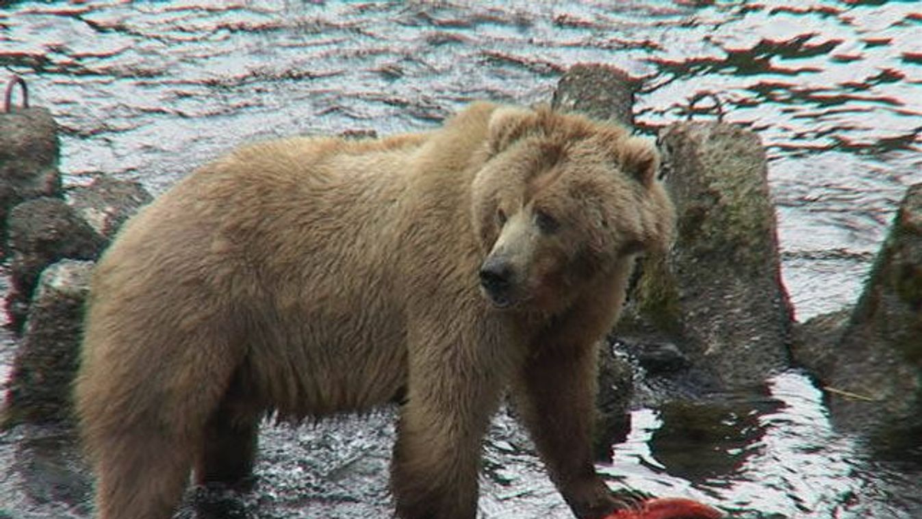 Kodiak-medve, lazac 