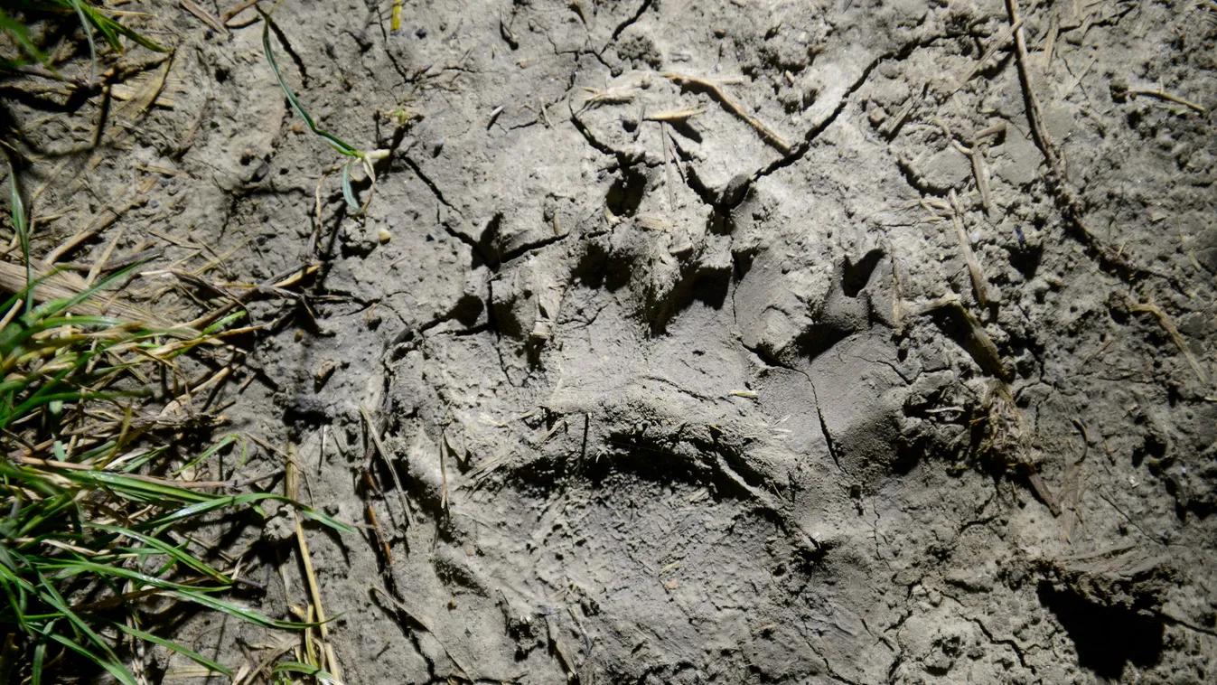Európai barnamedve lábnyoma Nógrád megyében 