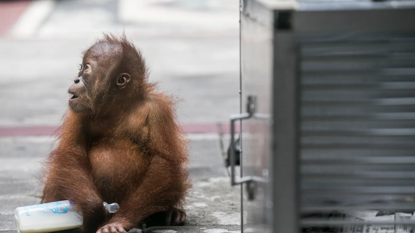 Bali, orangután, orangutánkölyök, repülőtér 