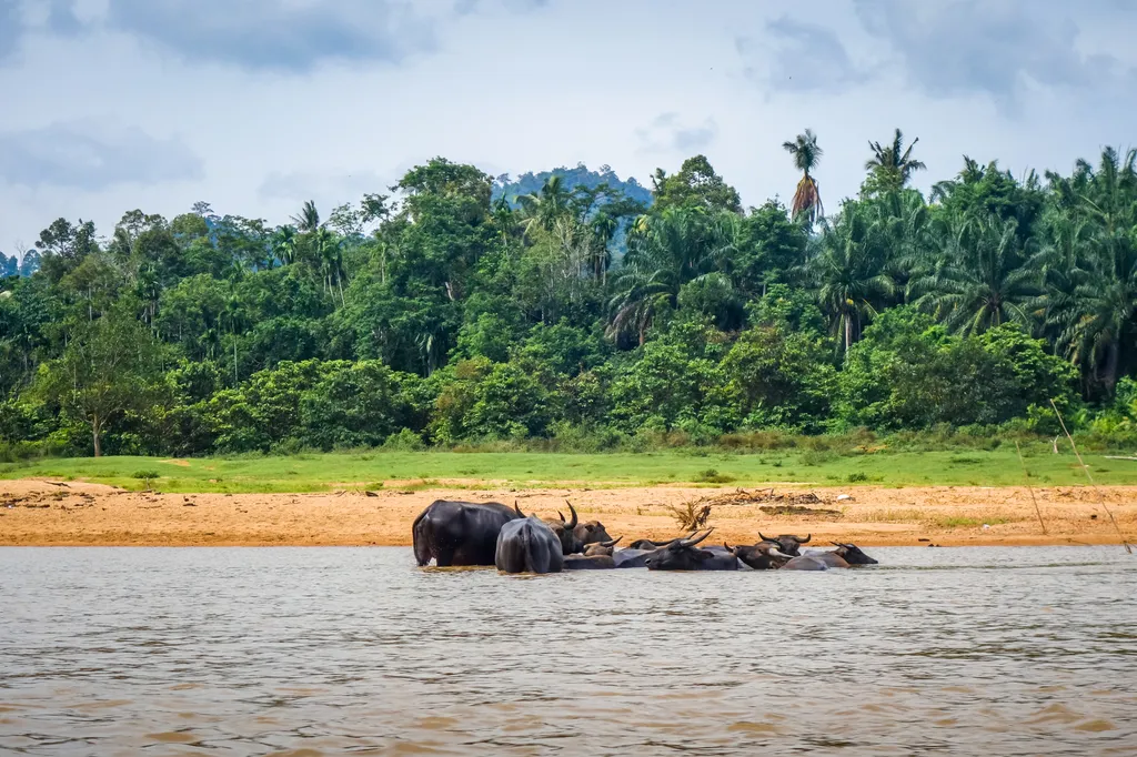 Taman Negara, nemzeti park, Malajzia-félsziget, Malajzia, Taman Negara összterülete 4343 km2, Lombhullató esőerdő, több mint 130 millió éves 