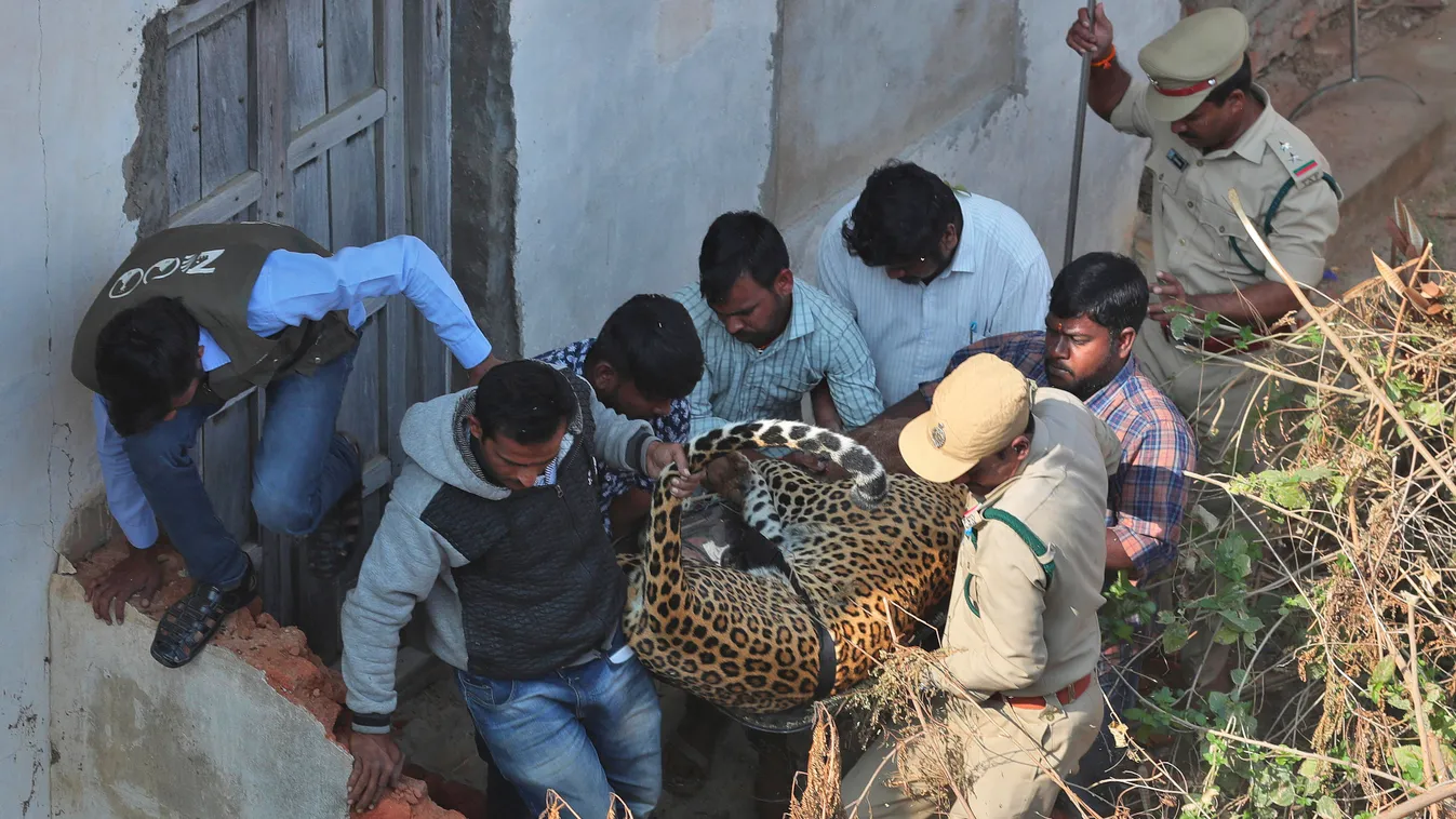 Leopárd, befogás, India 