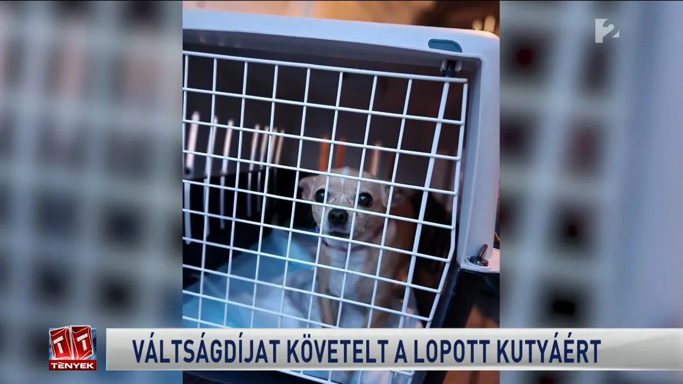 zsarolással akart pénzt kicsalni egy ellopott kiskutyáért egy férfi, elfogták a tolvajt 