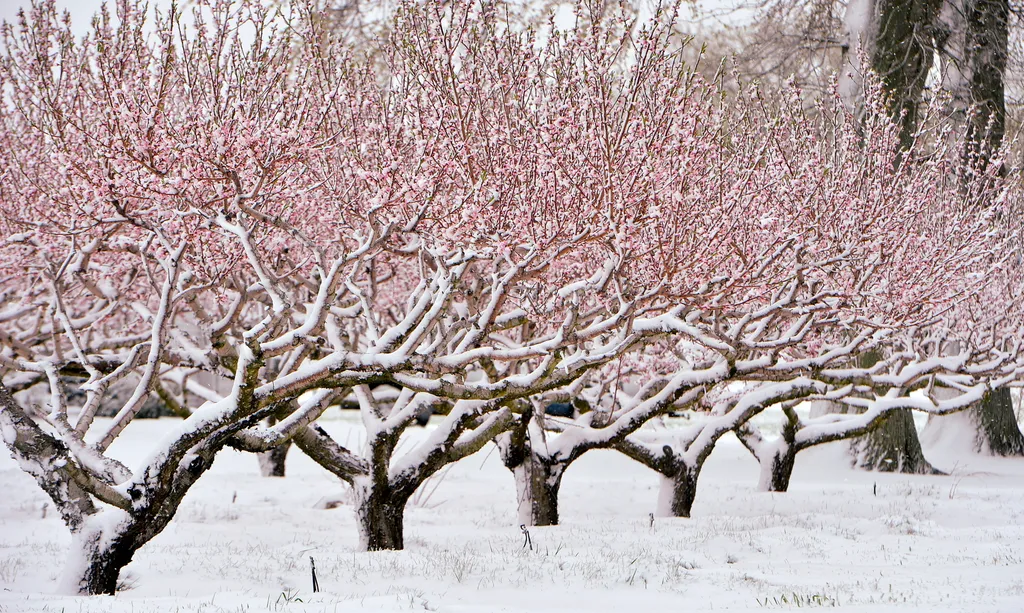 Áprilisi havazás az Egyesült Államokban  
  ÉVSZAK fa FOTÓ FOTÓTÉMA gyümölcsfa havas IDŐJÁRÁS NÖVÉNY tavasz természetfotó 