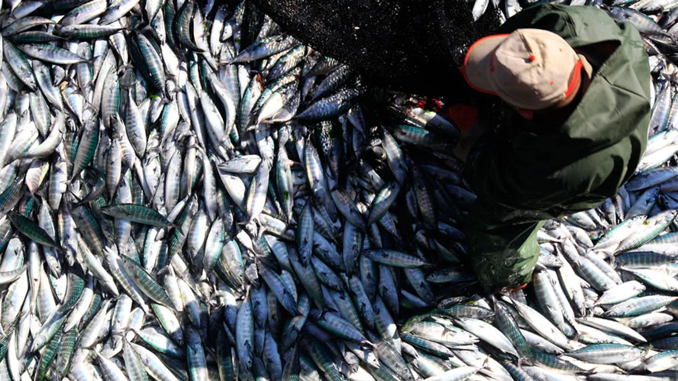 Török halász a fekete tengeren kifogott binitok tömegével, túlhalászás, kihaló halfajok 
