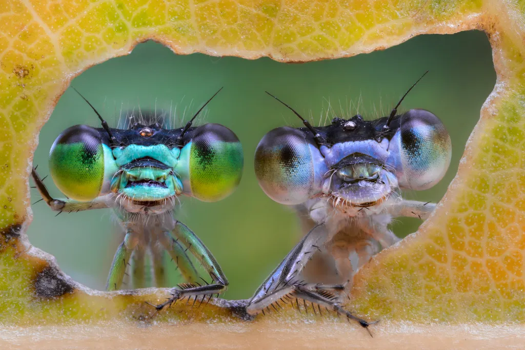 Two damselflies looking through the hole made by a caterpillar on a leaf SUMMER Head Eye Glance LEAF Humor PORTRAIT Front shot Macrophotography Look Zygoptera Curiosity Pair Damselfly May August Nobody Temperate season Seasons állati szerelem 