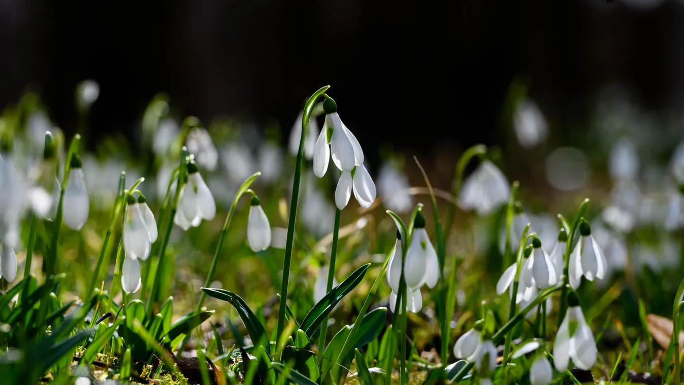 FOTÓ FOTÓTÉMA Galanthus hóvirág NÖVÉNY természetfotó virág 