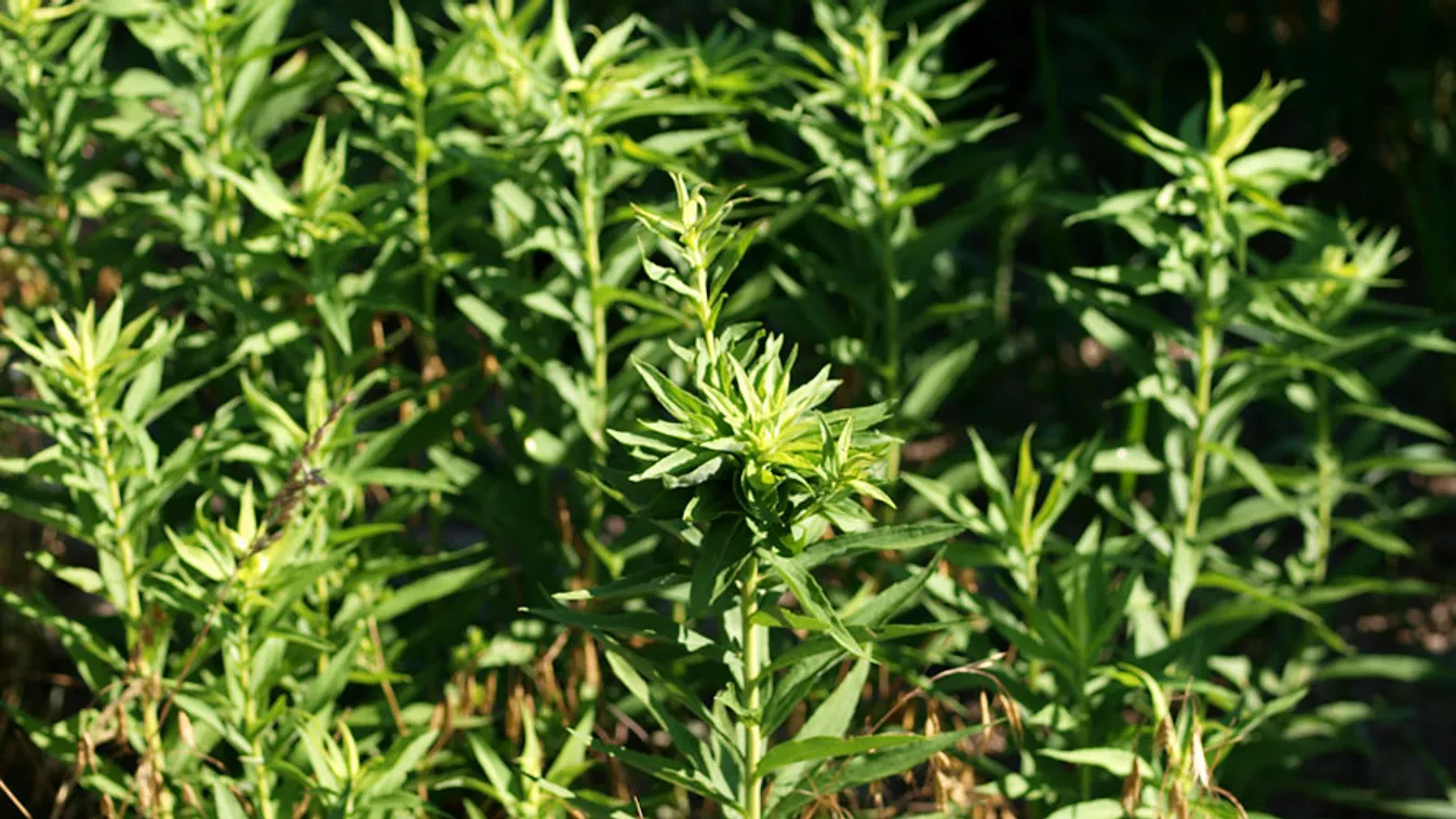 Gyomirtónak ellenálló gyomok, horseweed