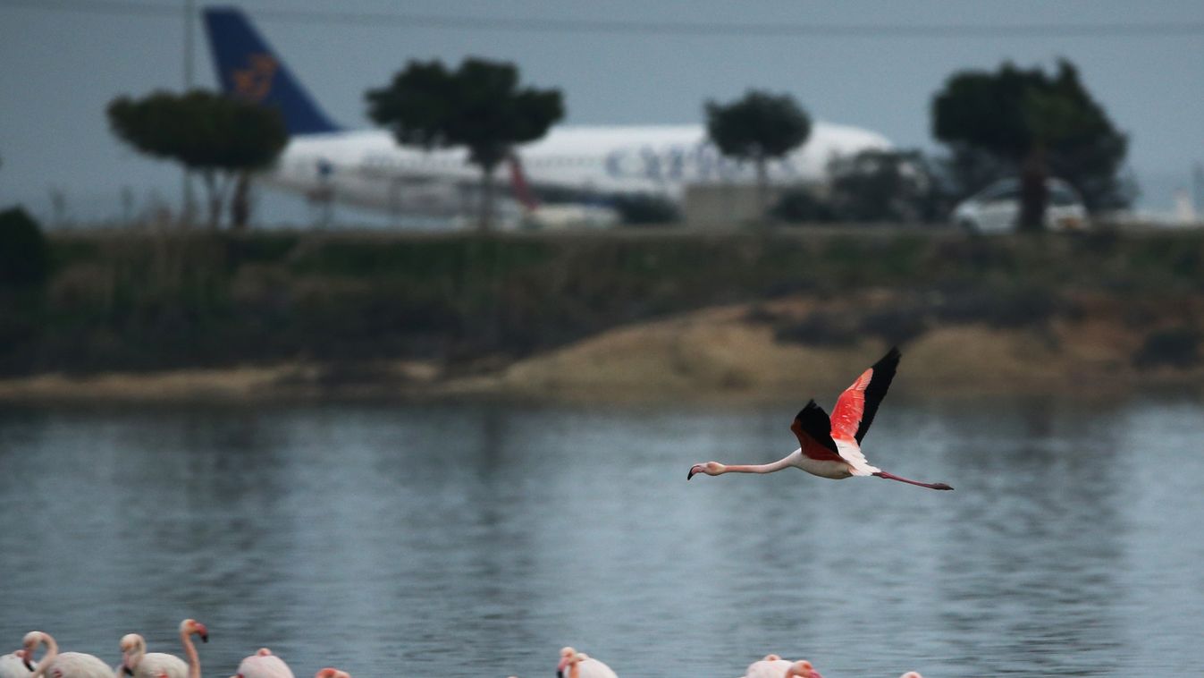 A greater flamingo takes off from a salt lake near the International airport in the Cypriot southeastern port city of Larnaca on December 17, 2014. AFP PHOTO / FLORIAN CHOBLET

Flamingó repül a lárnakai repülőtér mellett Cipruson 