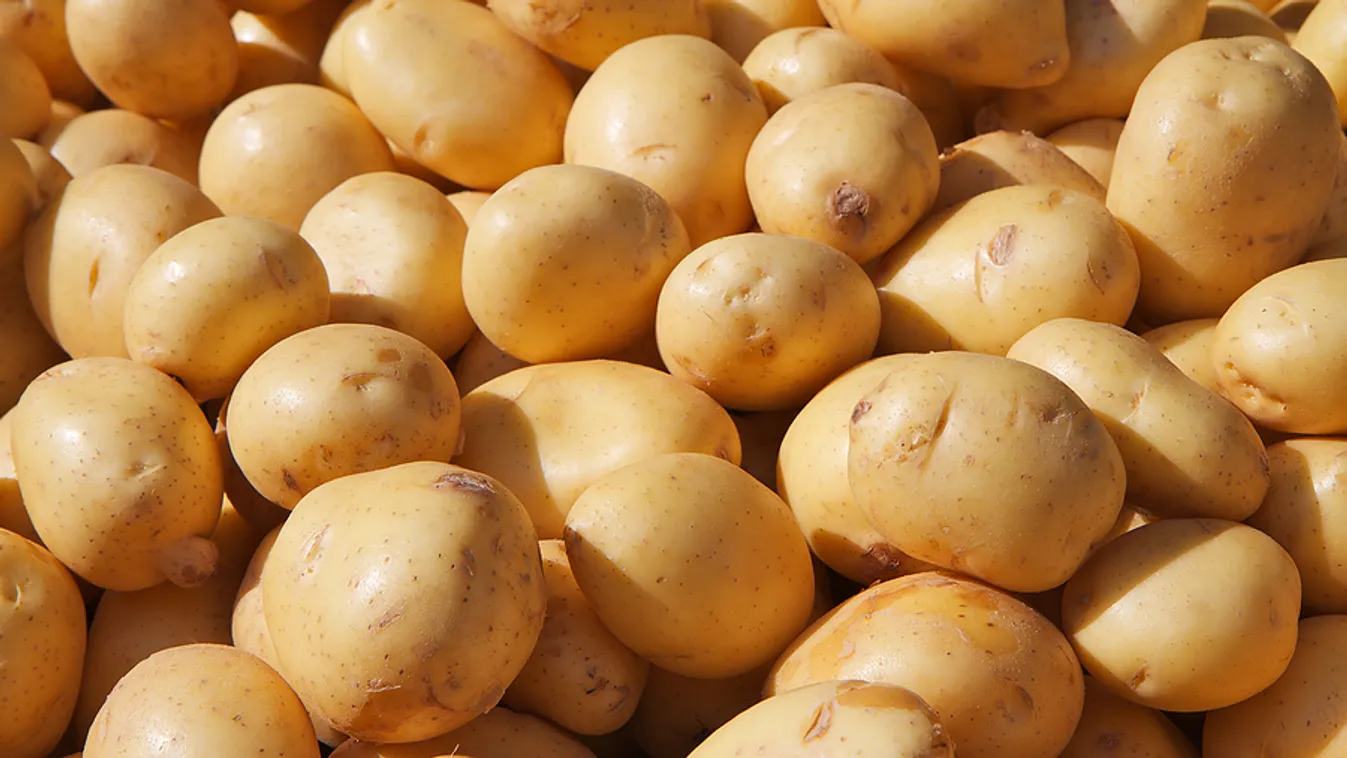 krumpli burgonya 