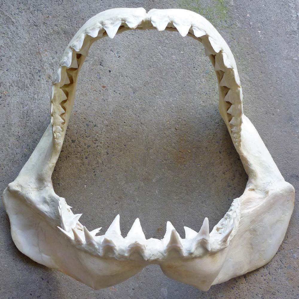 Tudja-e, hogy melyik cápa harap a legerősebben? - ORIGO