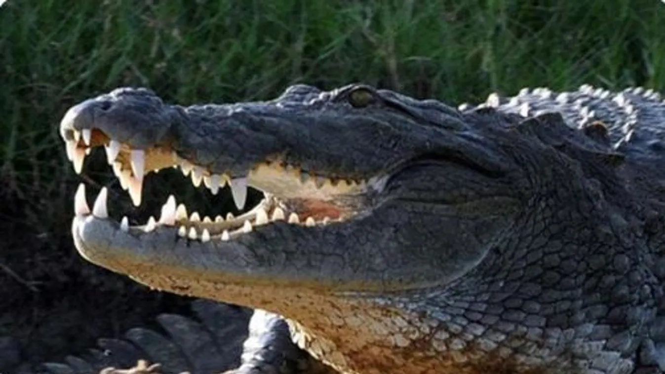 Fülöp-szigetek, krokodil, sósvízi krokodil 