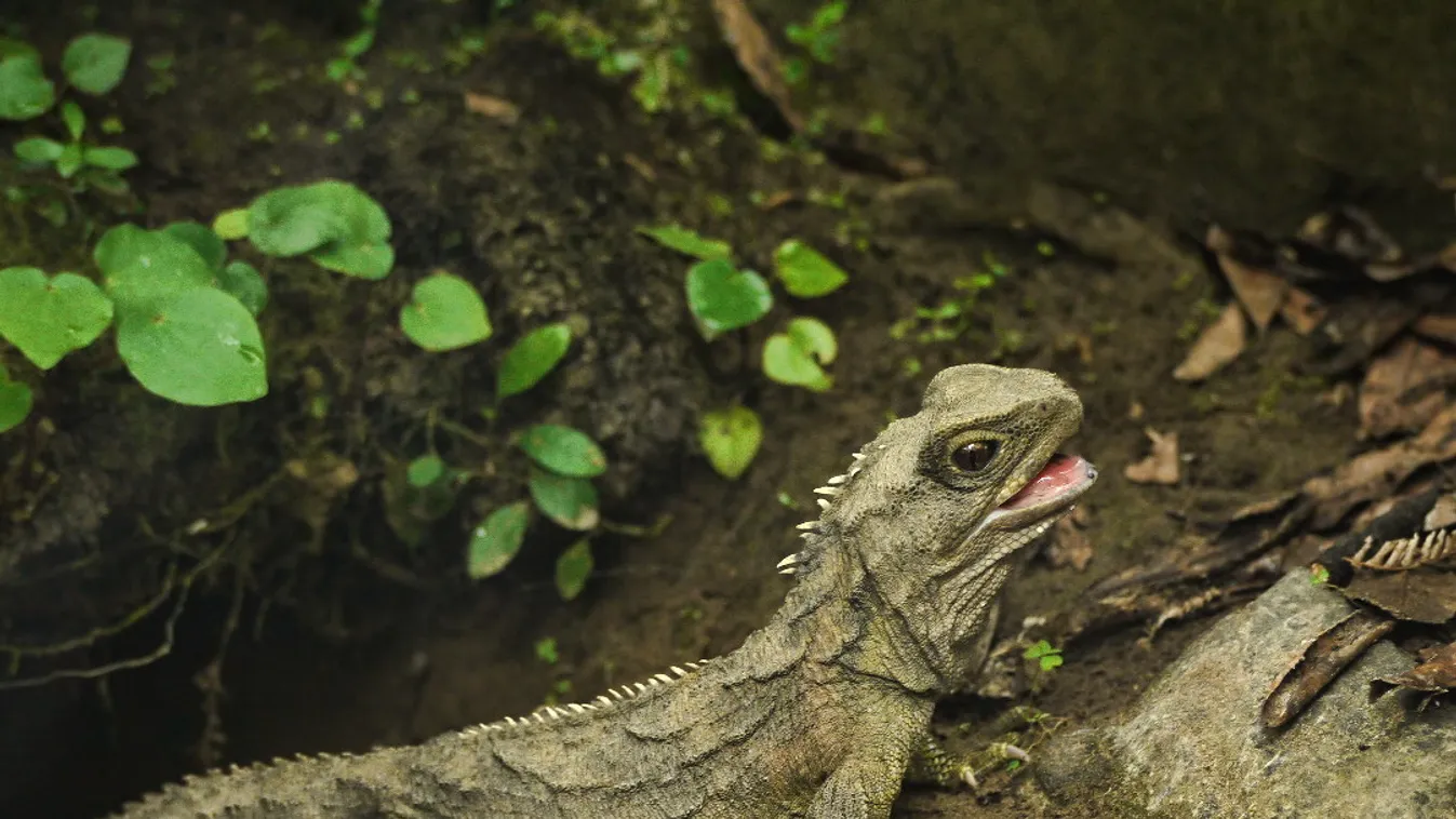 tuatara 