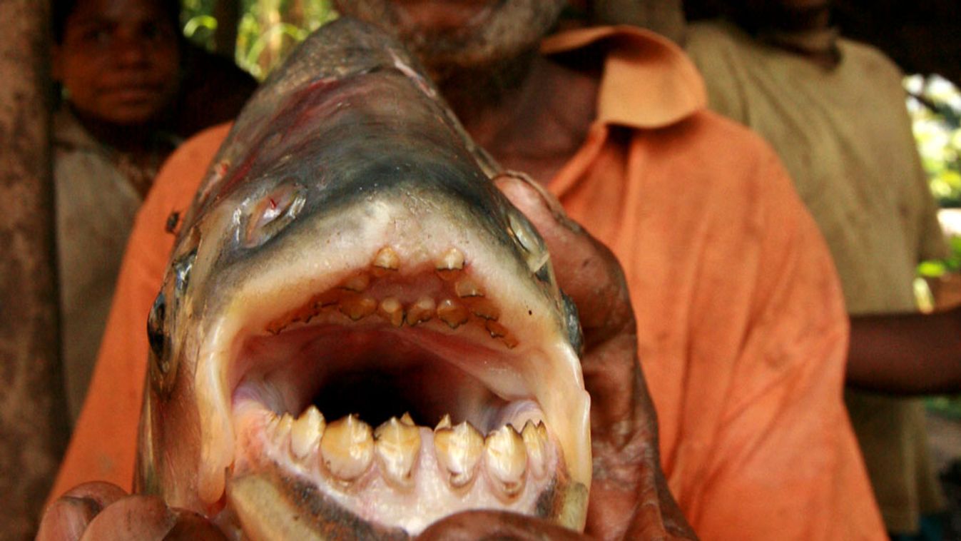 Pacu hal, avagy a rettegett hereharapó hal, egy pápua új-guineai halász kezében 