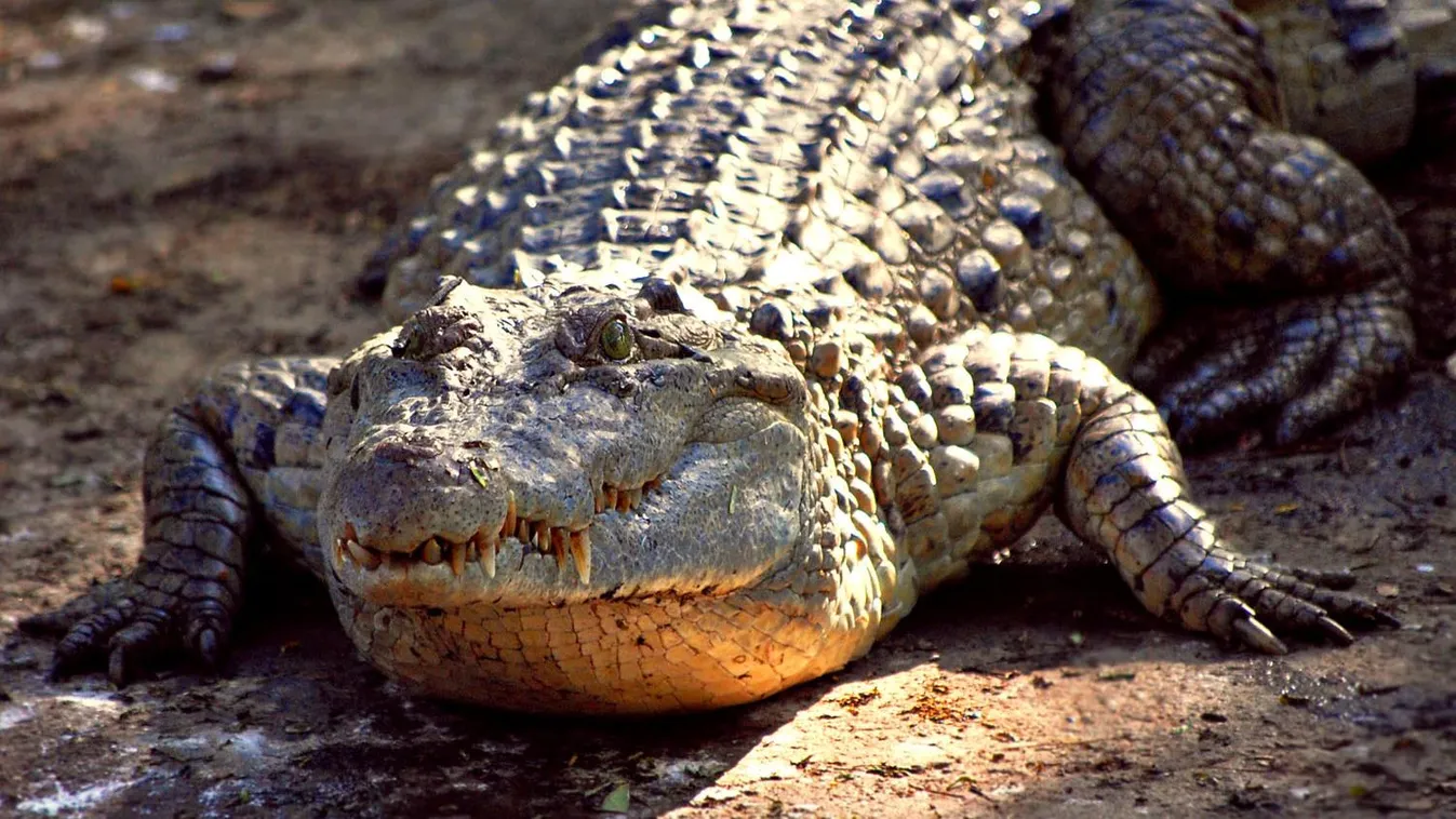 Mindoro-krokodil 