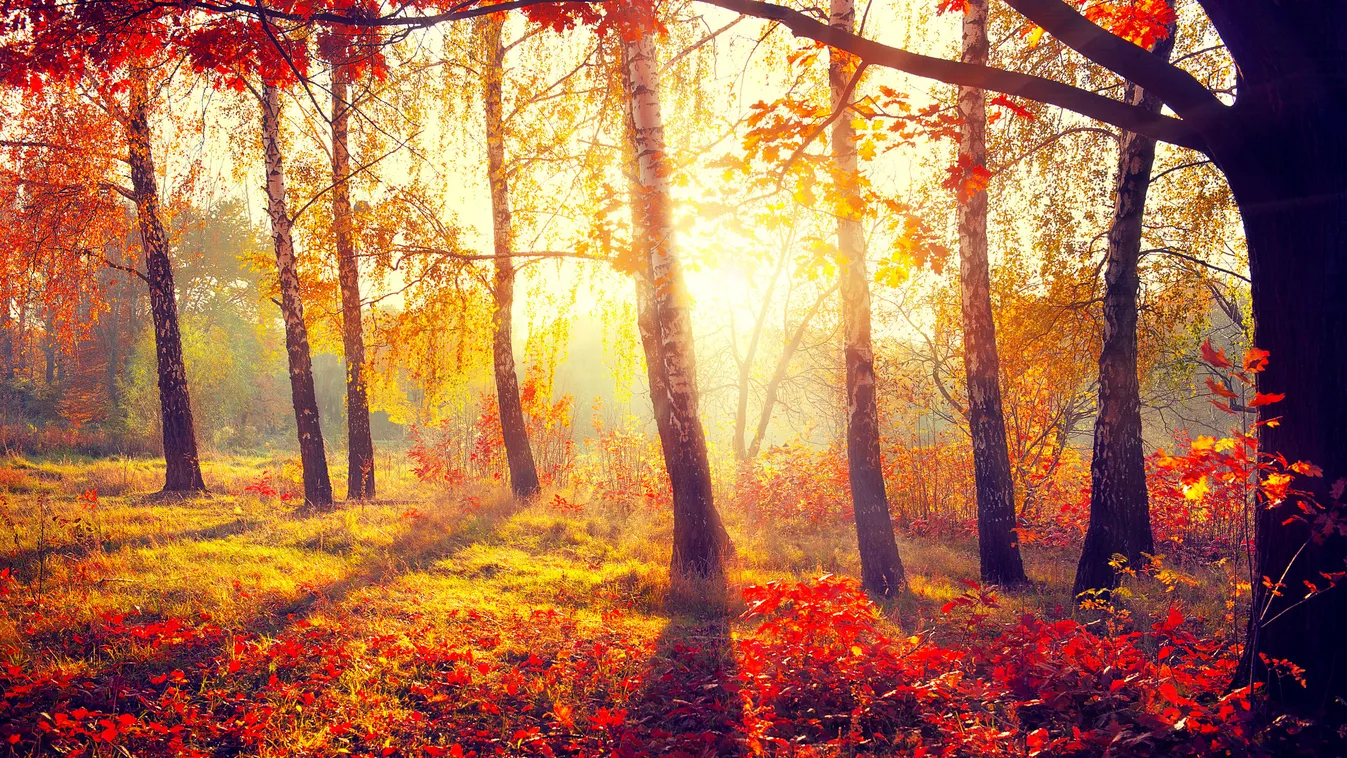 reggel ősz fény 