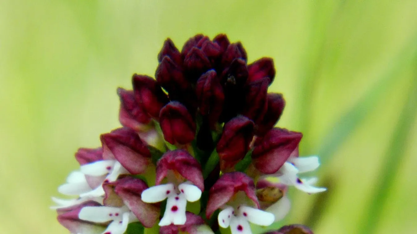 kosbor, orchidea 