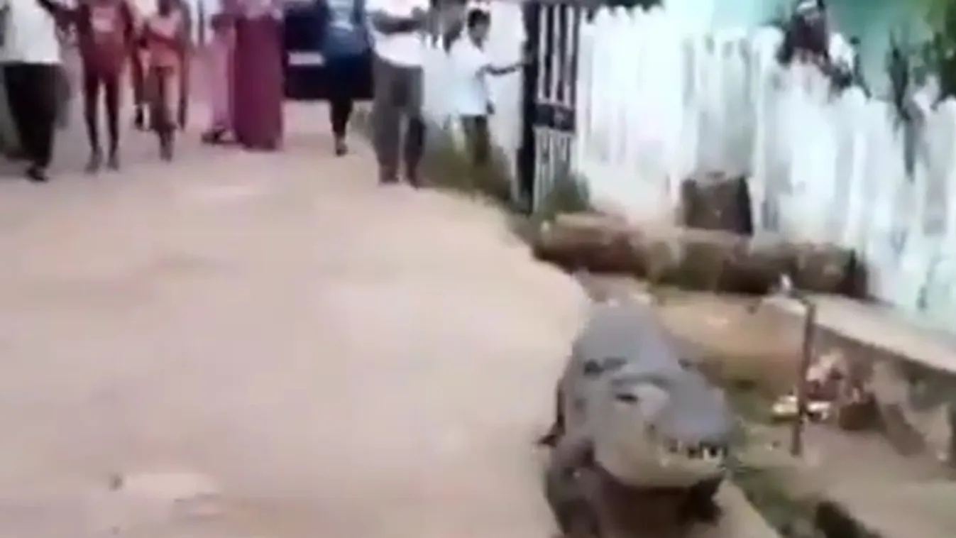 krokodil india 