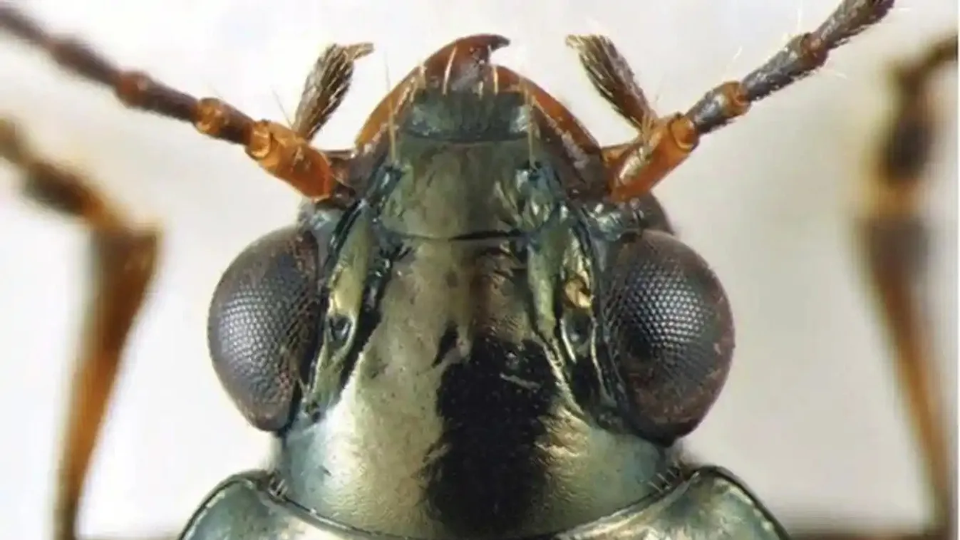 Bembidion brownorum  bogár 