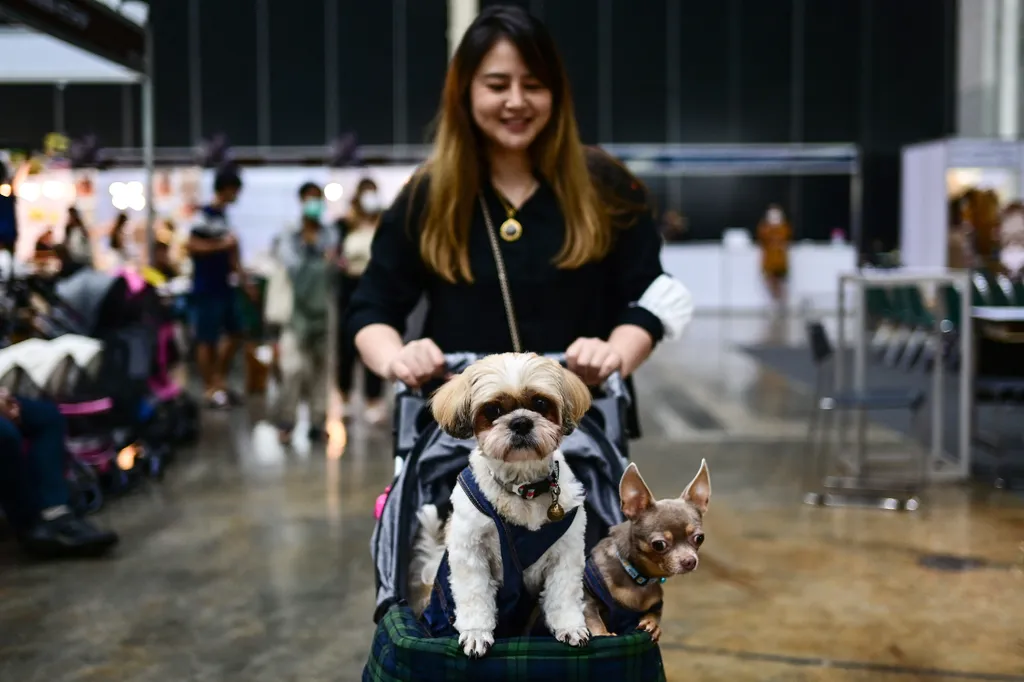 Háziállat kiállítás és bemutató Tájföldön, Tájföld, kutya, állat, háziállat, leguán, kígyó,2022 Pet Expo Championship, Bangkok 