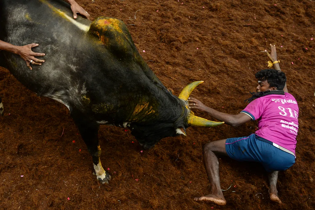 Jallikattu Avaniyapuram bika India Tamil Nadu 