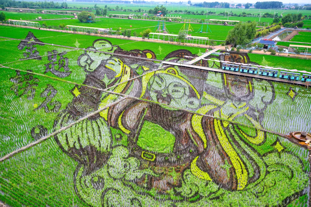 rizsföld, különféle rizs fajták, kirajzolnak képeket, légi felvételről, Shenyang, Kína, 2023. 06. 20. 