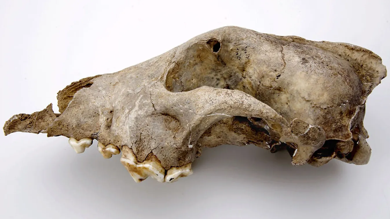 A belga Goyet-barlangban talált , körülbelül 36 ezer évvel ezelőtt élt ősi kutya koponyája, a kutya háziasítása