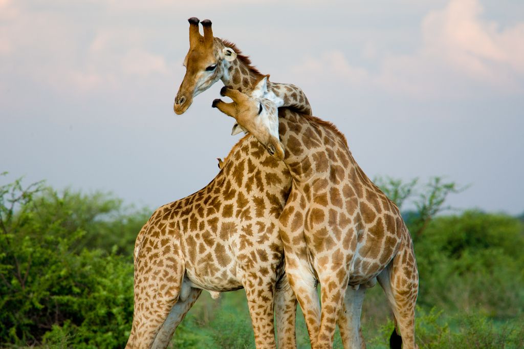 A,Pair,Of,Giraffe,Entwining,Their,Necks love,couple,friendship,safari,pattern,skin,body,cute,long,summer állati szerelem 