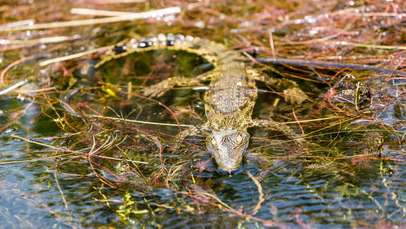 fiatal nílusi krokodil 