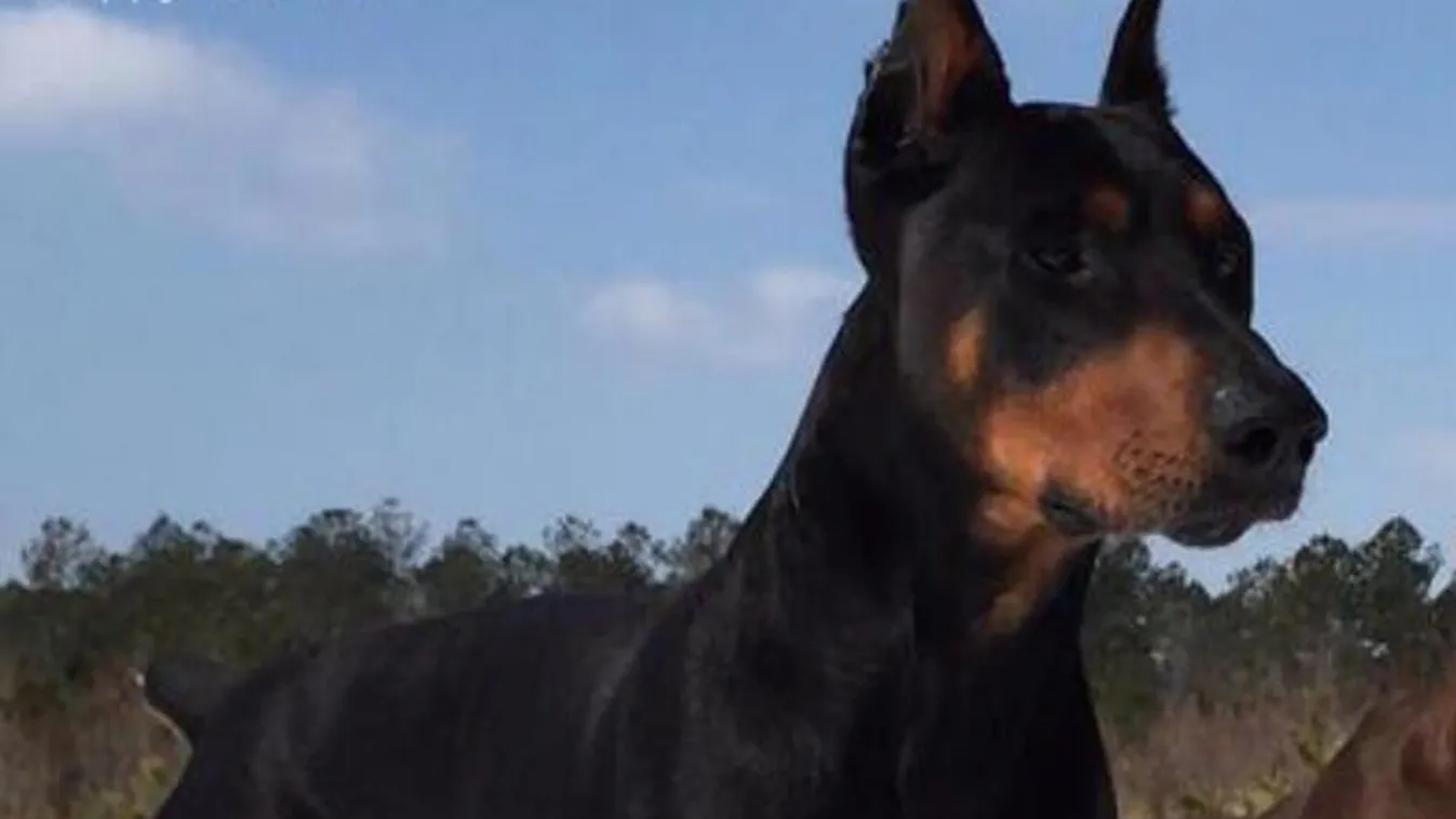 Imperial Kennel doberman  kutya Démon 