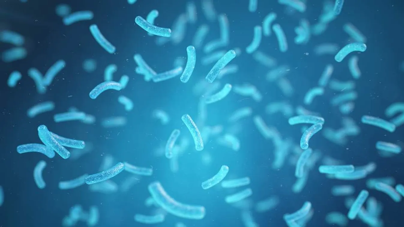 tengeri baktérimok mikrobák 