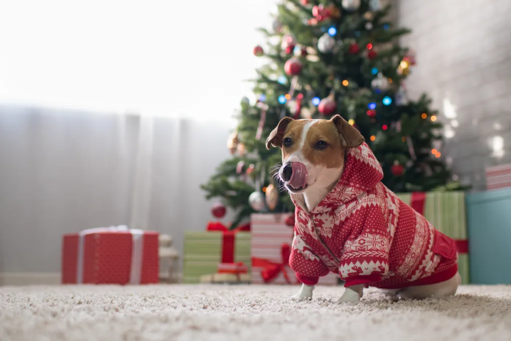 kutya karácsony ruha 
 Dog,Breed,Jack,Russell,Under,The,Christmas,Tree,In,The gift,year,happy,winter,cute,holiday,merry,santa,red,cap,claus,wh 