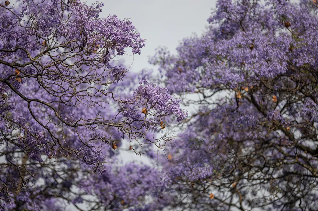 johannesburg, dél-afrika, Zsakaranda fa, virág, lila szinű fák, 2022. 10. 20. 