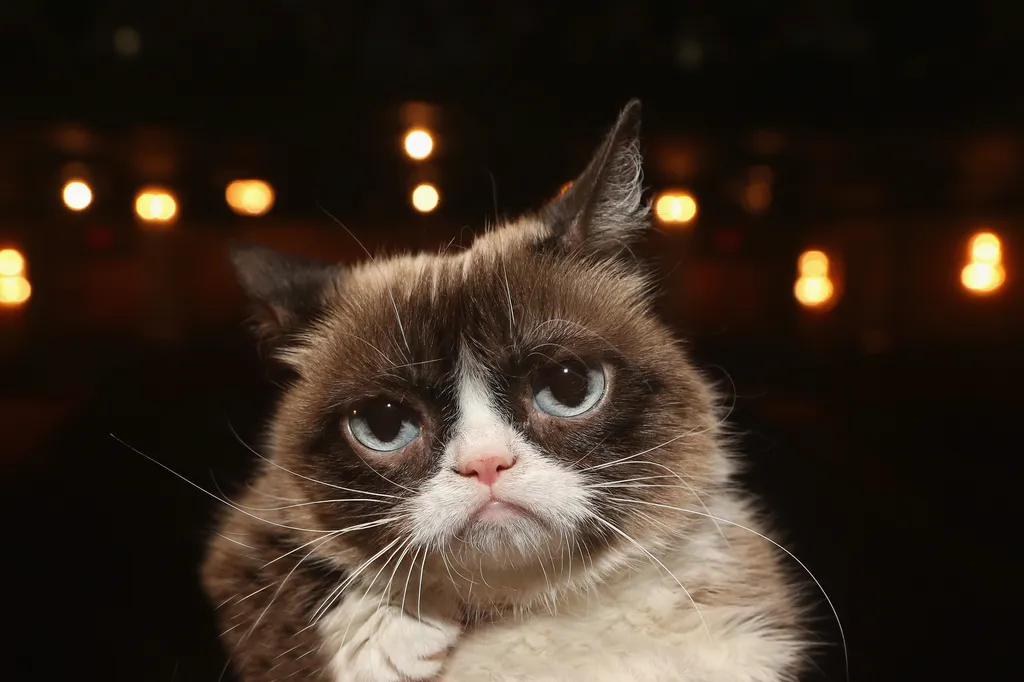 Grumpy Cat 