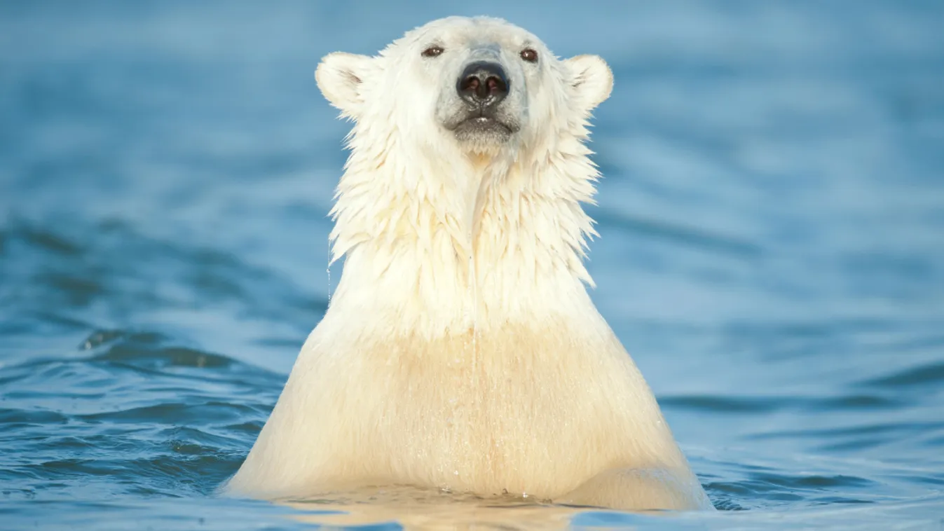 jegesmedve Északi-sark 