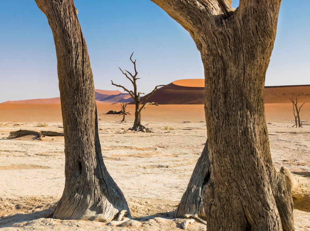 Deadvlei, Namíbia 