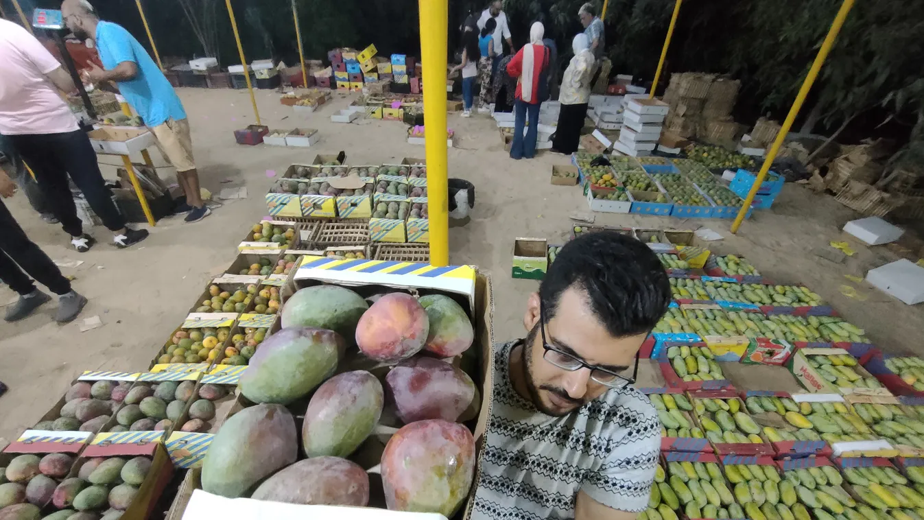 egypt mango festival  "Mango Festival" in Egypt "Mango Festival" in Egypt,festival,Food,fruit,mango Horizontal 