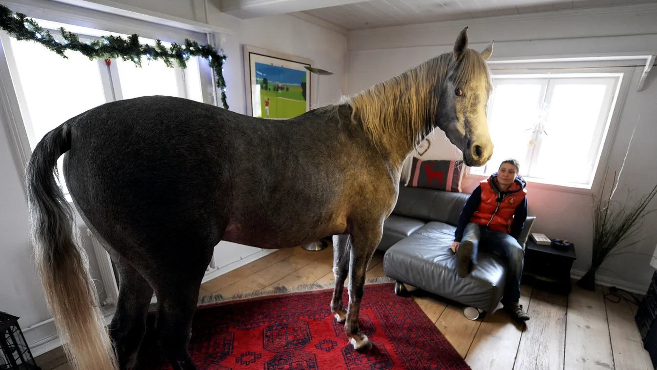Stephanie Arndtnak tavaly decemberben egy heves vihar alatt megesett a szíve kedves lován, Nasaron, és beengedte otthonába. Az Észak-Németországban fekvő Holton élő lónak annyira megtetszett, hogy azóta már be is költözött 