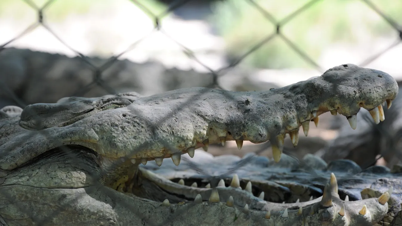 Honduras, krokodil, állat 