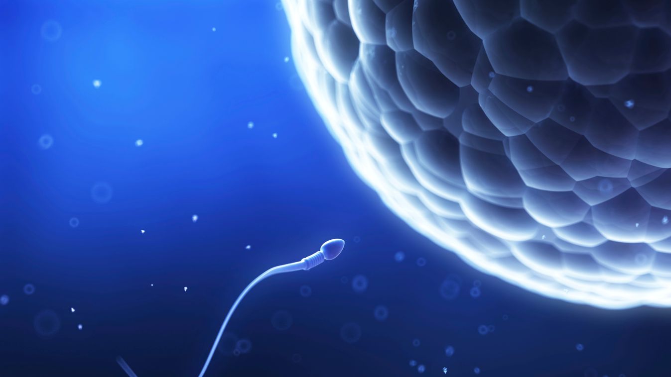 Felfedezték a világ legrégibb, 50 millió éves spermiumát 