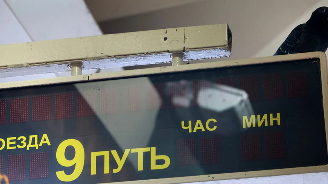 zombi galamb, oroszország, galamb ül egy tájékoztató táblán egy szentpétervári vasútállomáson