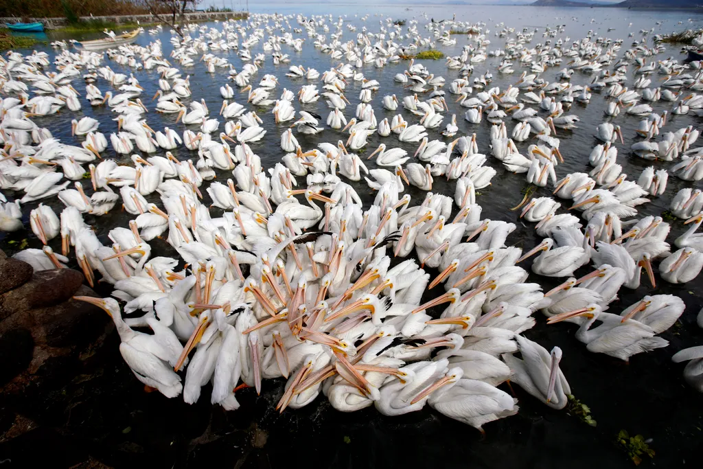 Fehér pelikánok Kanadából 