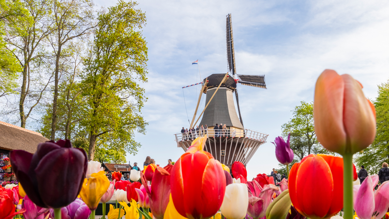 Hollandia, tulipán, koronavírus 