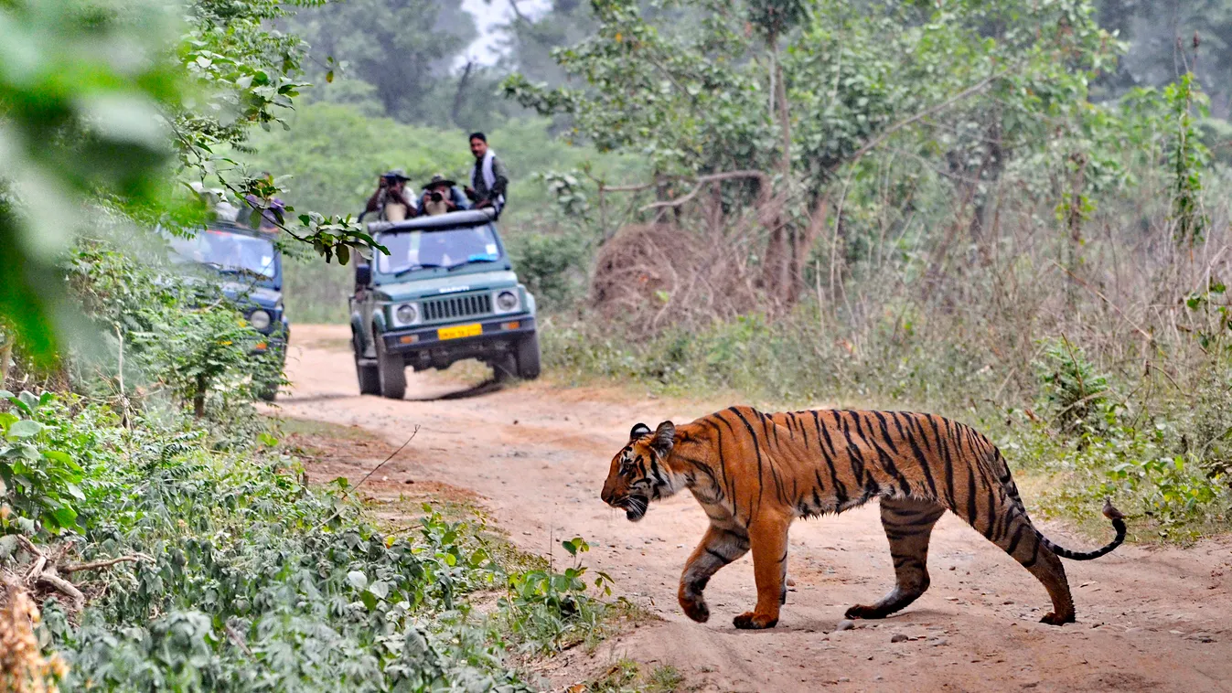 Emberevő tigrisek Indiában 